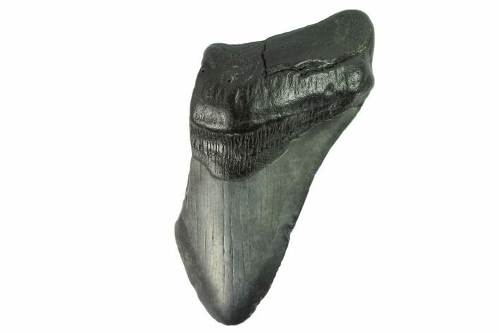 Partial, Fossil Megalodon Tooth #123961